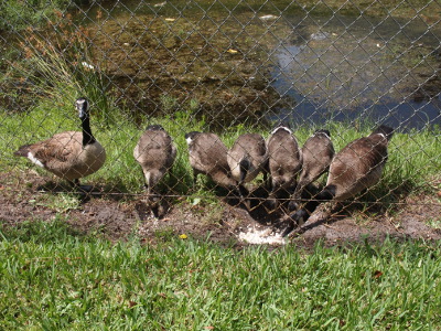 [Seven geese are lined up on the far side of the chain-linked fence. White-Eyebrows stares at the camera while the rest eat.]